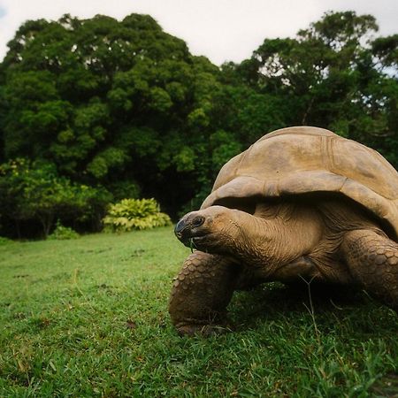 Ferney Nature Lodge Mahébourg エクステリア 写真